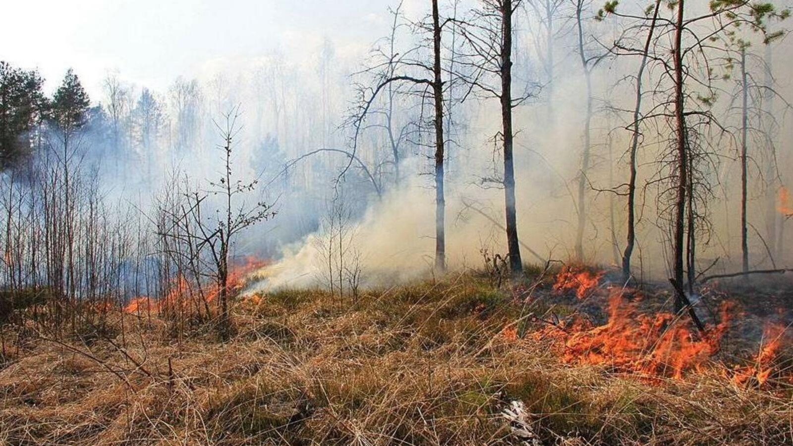 4-й класс пожароопасности прогнозируется в Архангельском районе