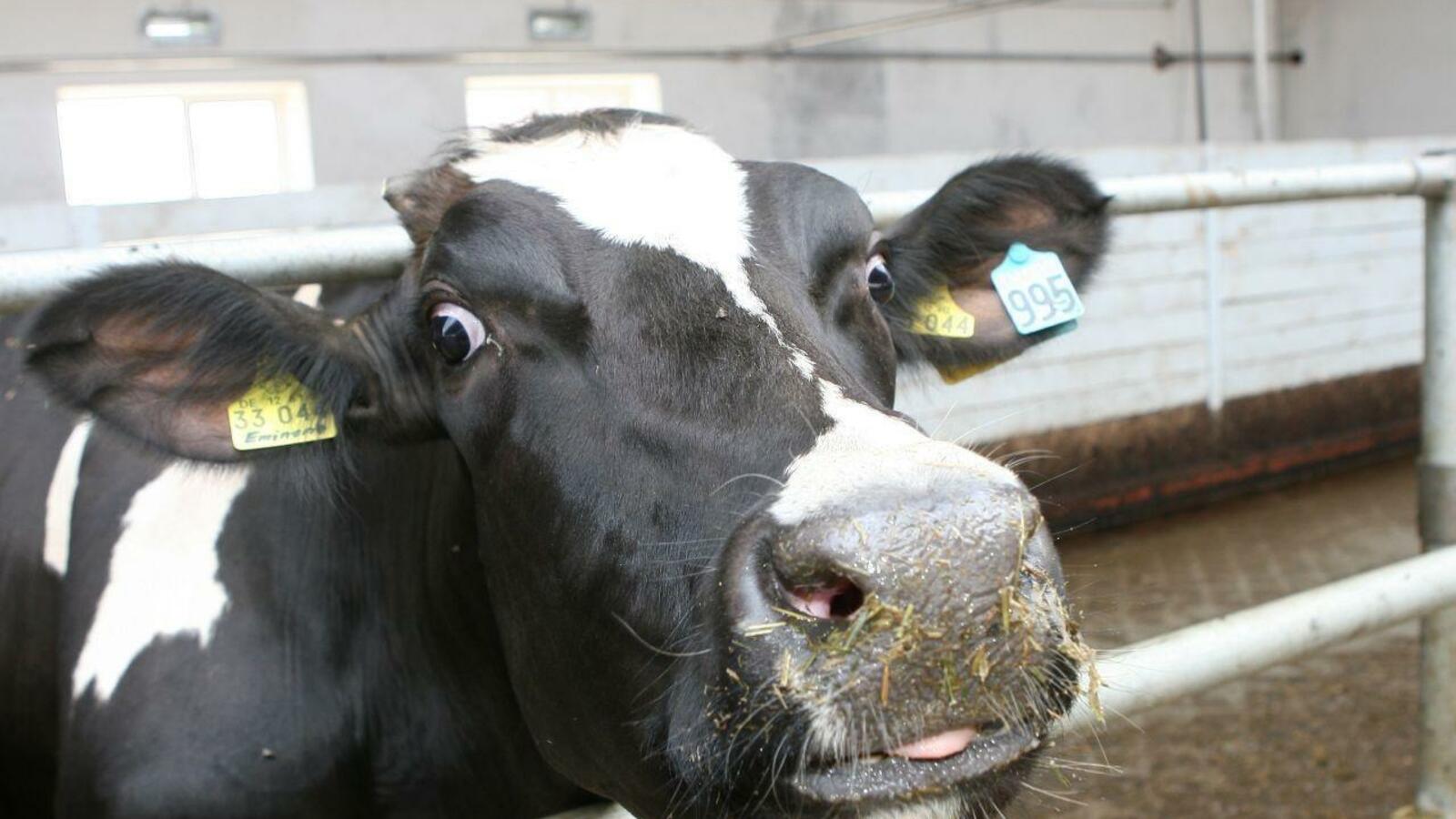 Андрей Старостин