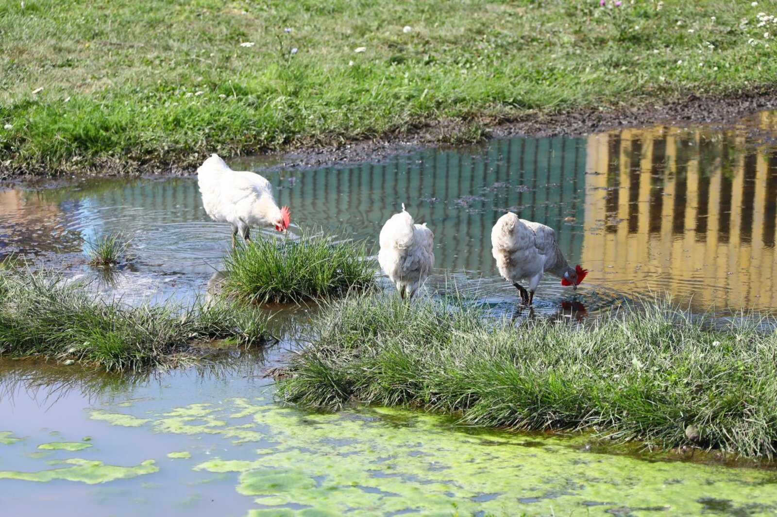 Валерий Шахов