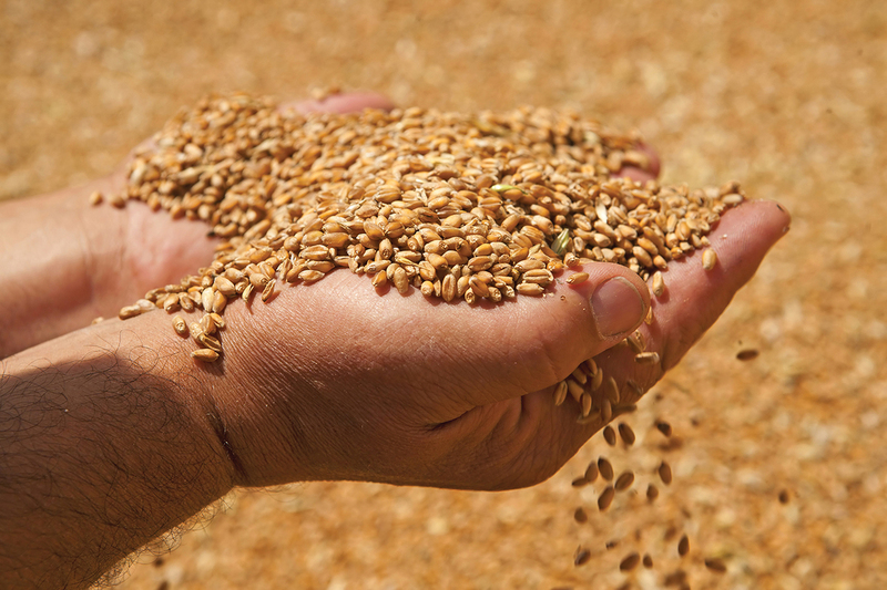 В Италии заявили, что цены на зерно сократились на 10% после заявлений Путина