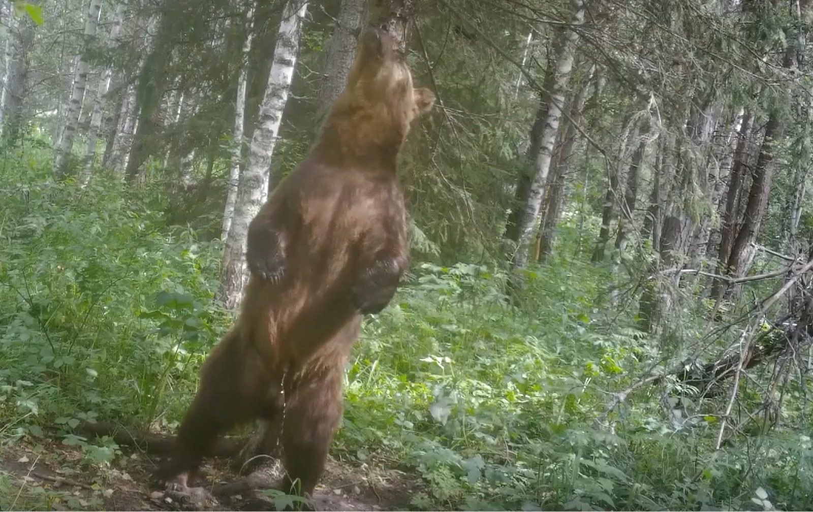 скриншот видео