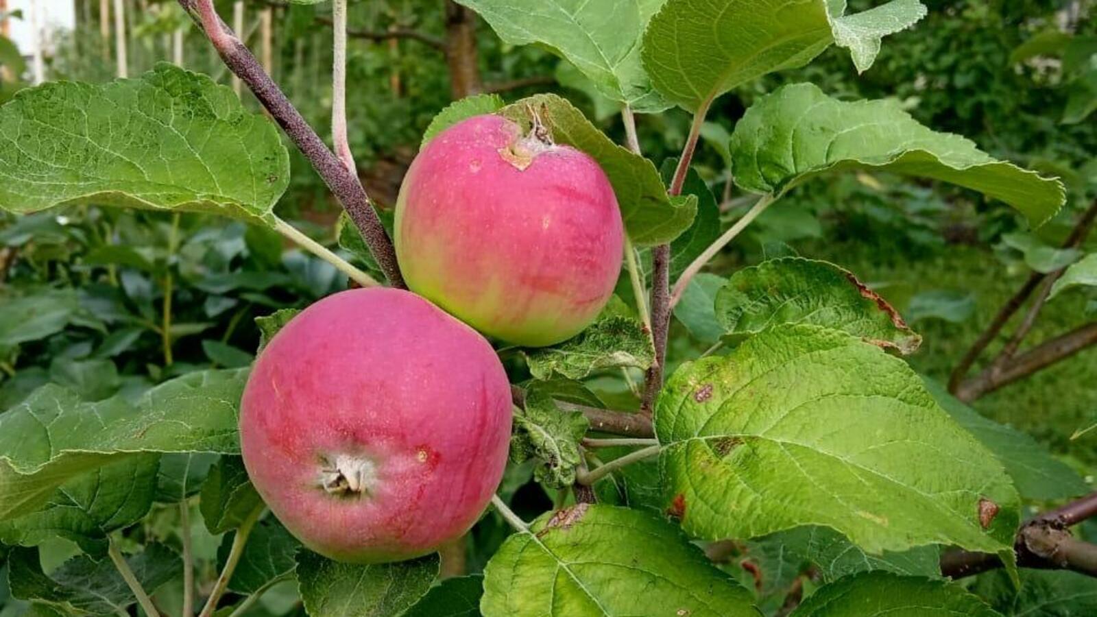 Валерий Шахов