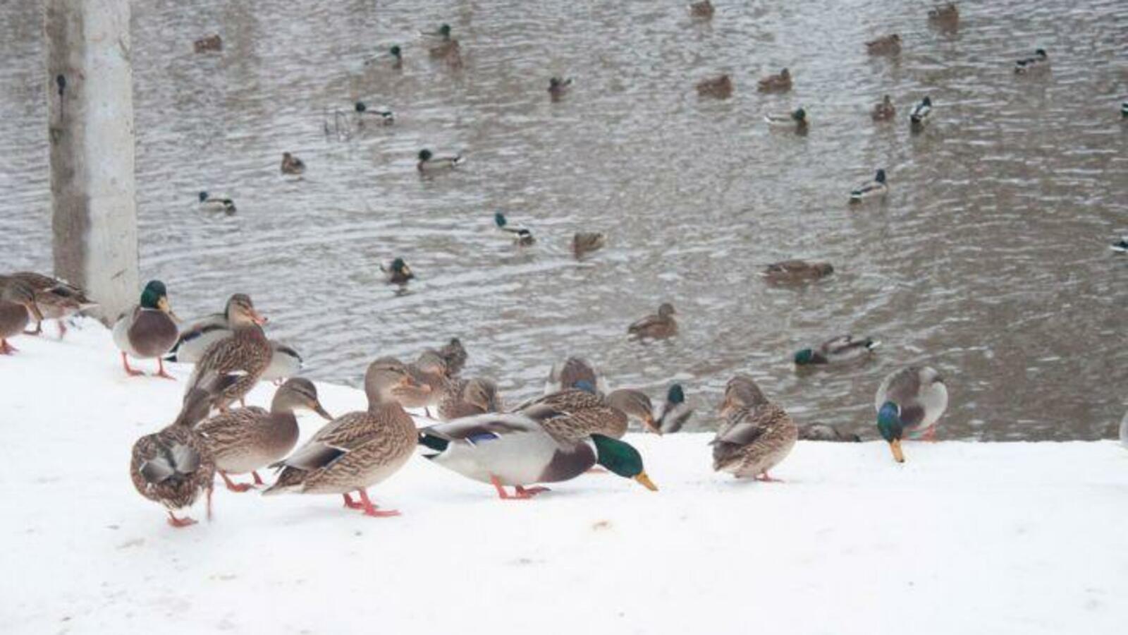 администрация Уфы