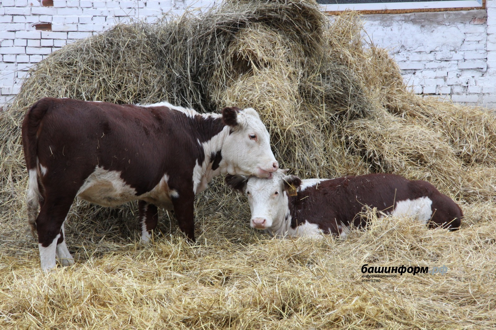 Валерий Шахов «Башинформ»