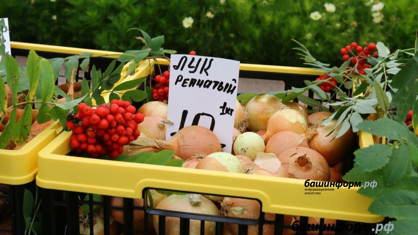 Валерий Шахов «Башинформ»