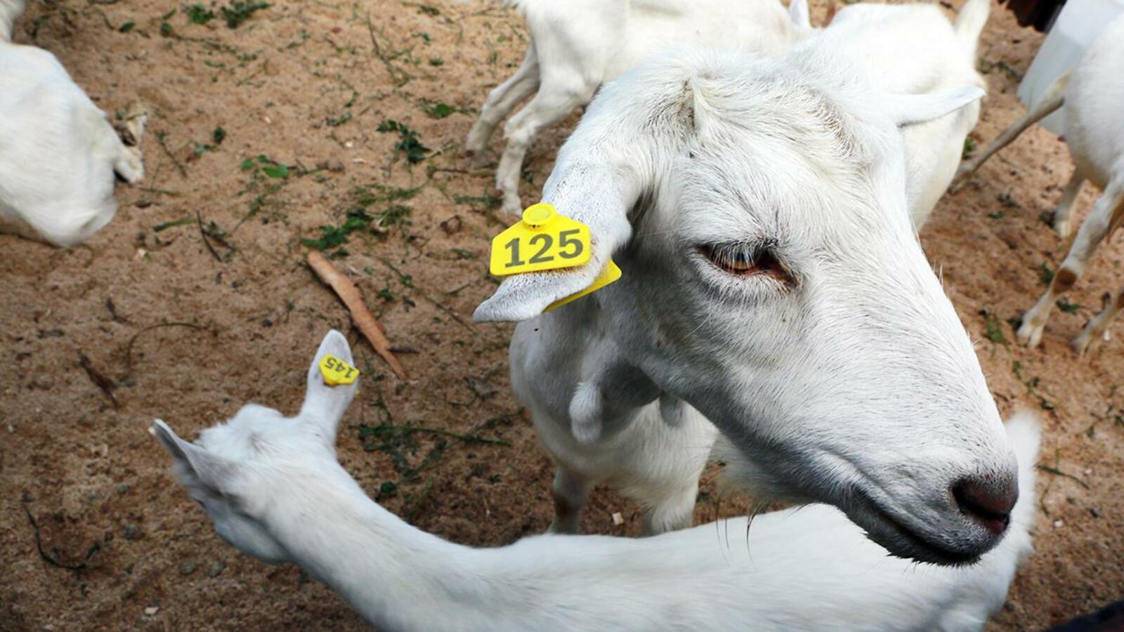 Андрей Старостин