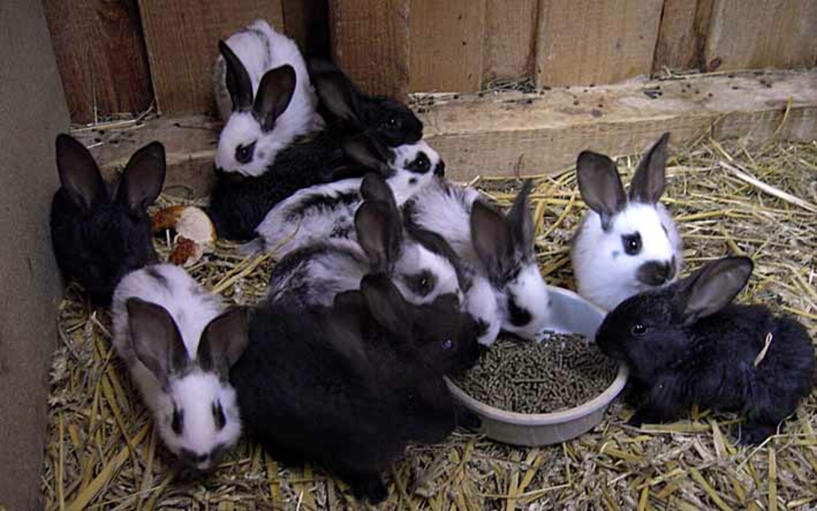 В питомнике живет несколько кроликов разного цвета