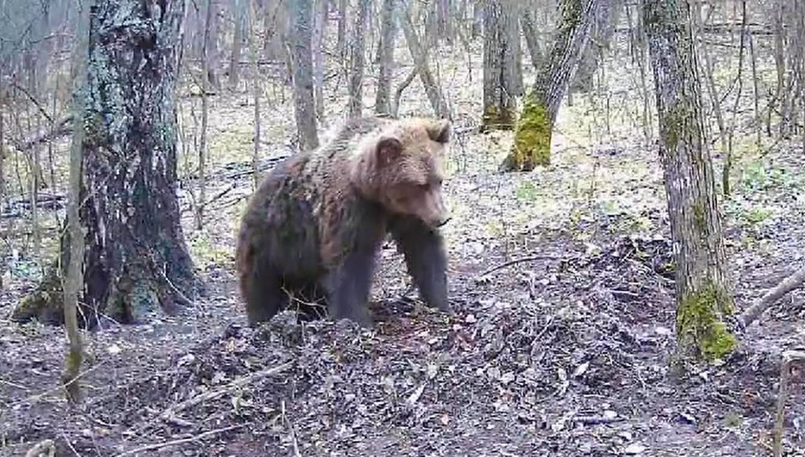 скриншот видео минэкологии Башкирии