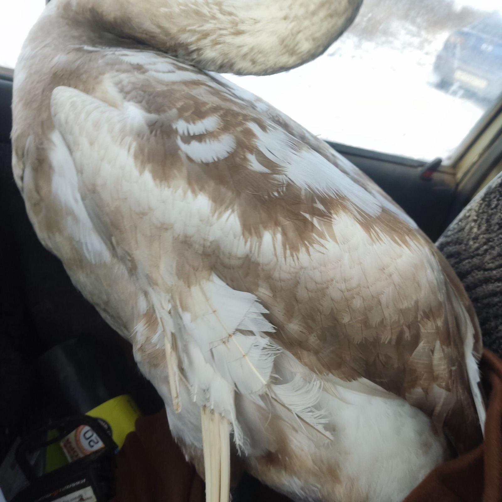 ЦРДЖ «Пин и Пуф» ТГ-канал