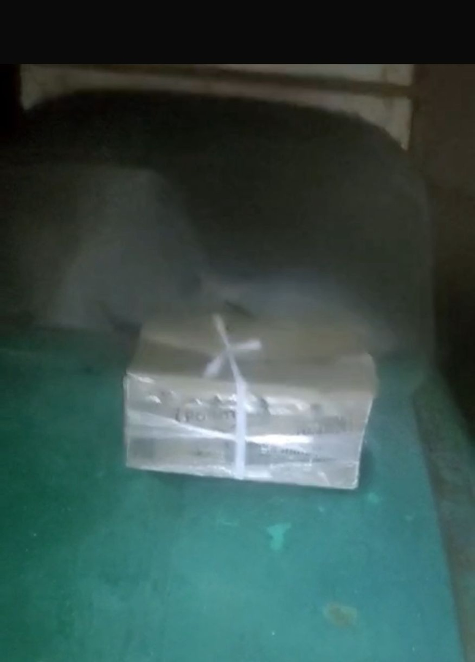 Дмитрий Стрельников Центр реабилитации диких животных «Пин и Пуф» В коробке — мертвая сова