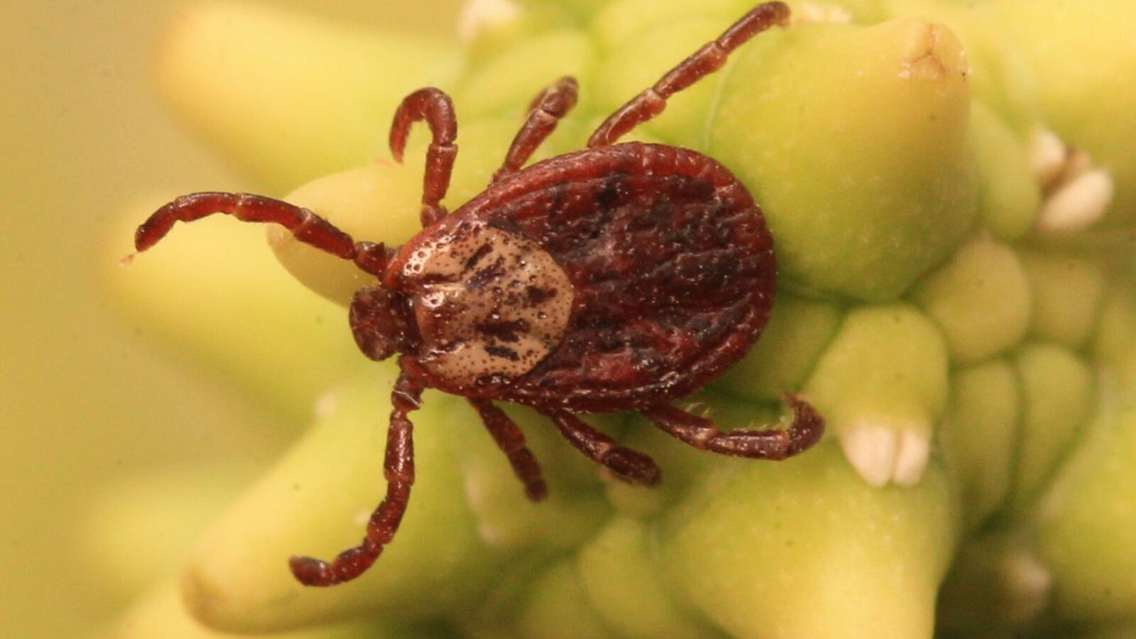 Олег Яровиков