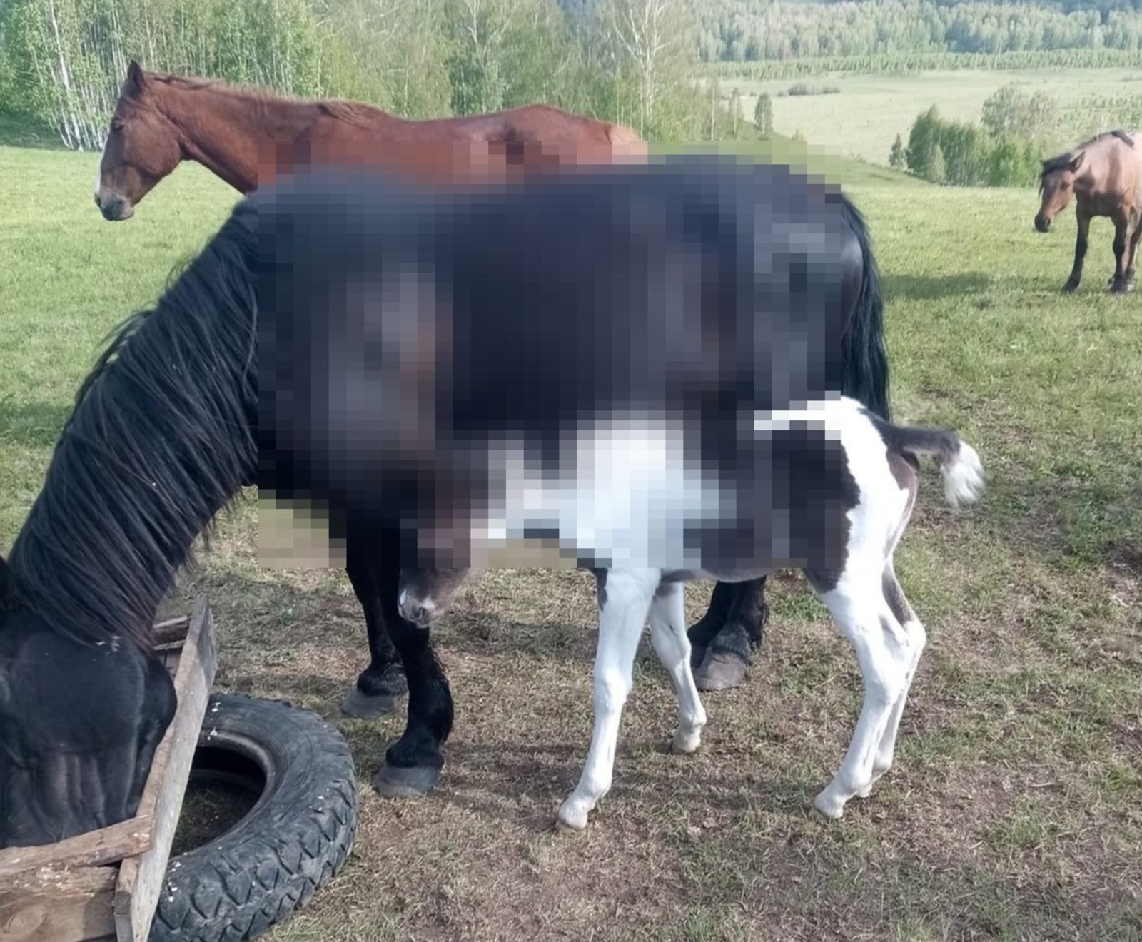 «На земле Салавата», телеграм