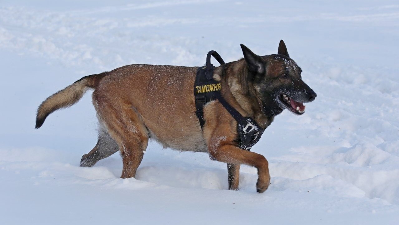 Валерий Шахов