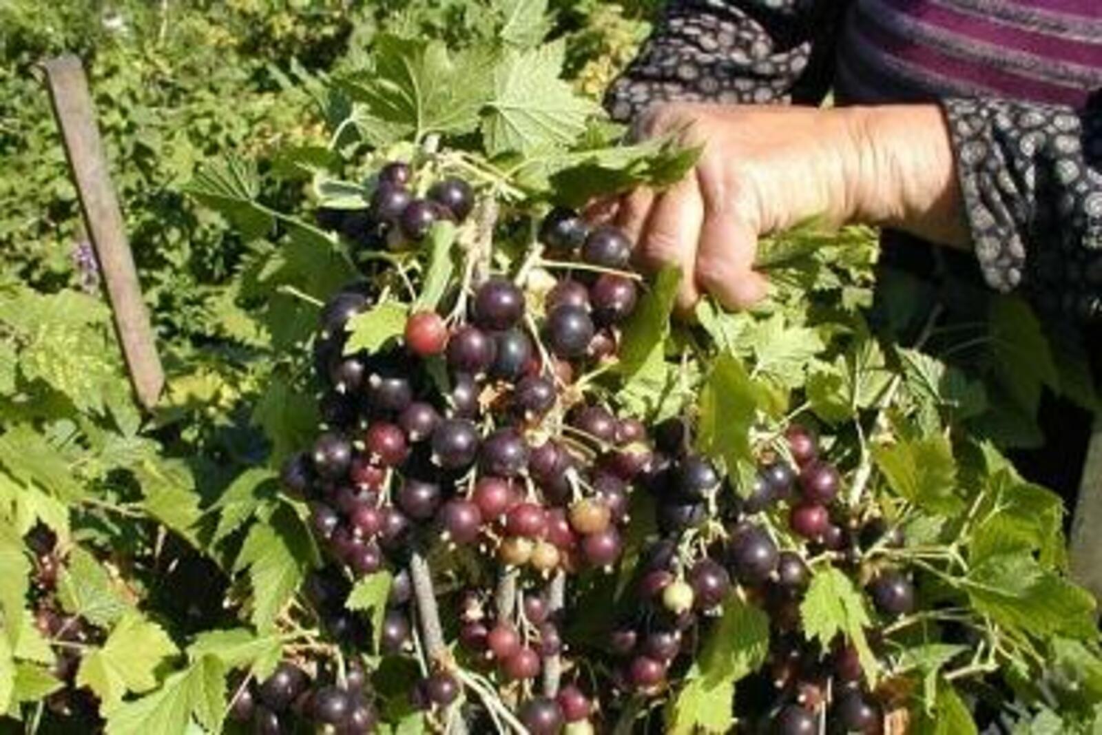 agronomam.com