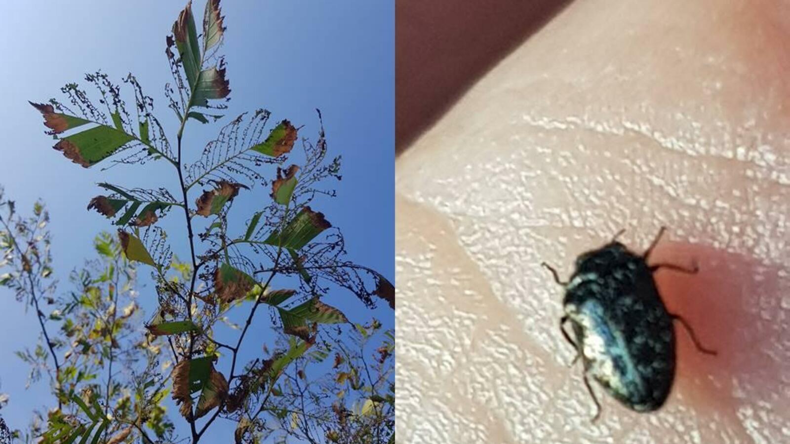 Айгуль Рашитова, Fb / предоставлено Михаилом Кривошеевым