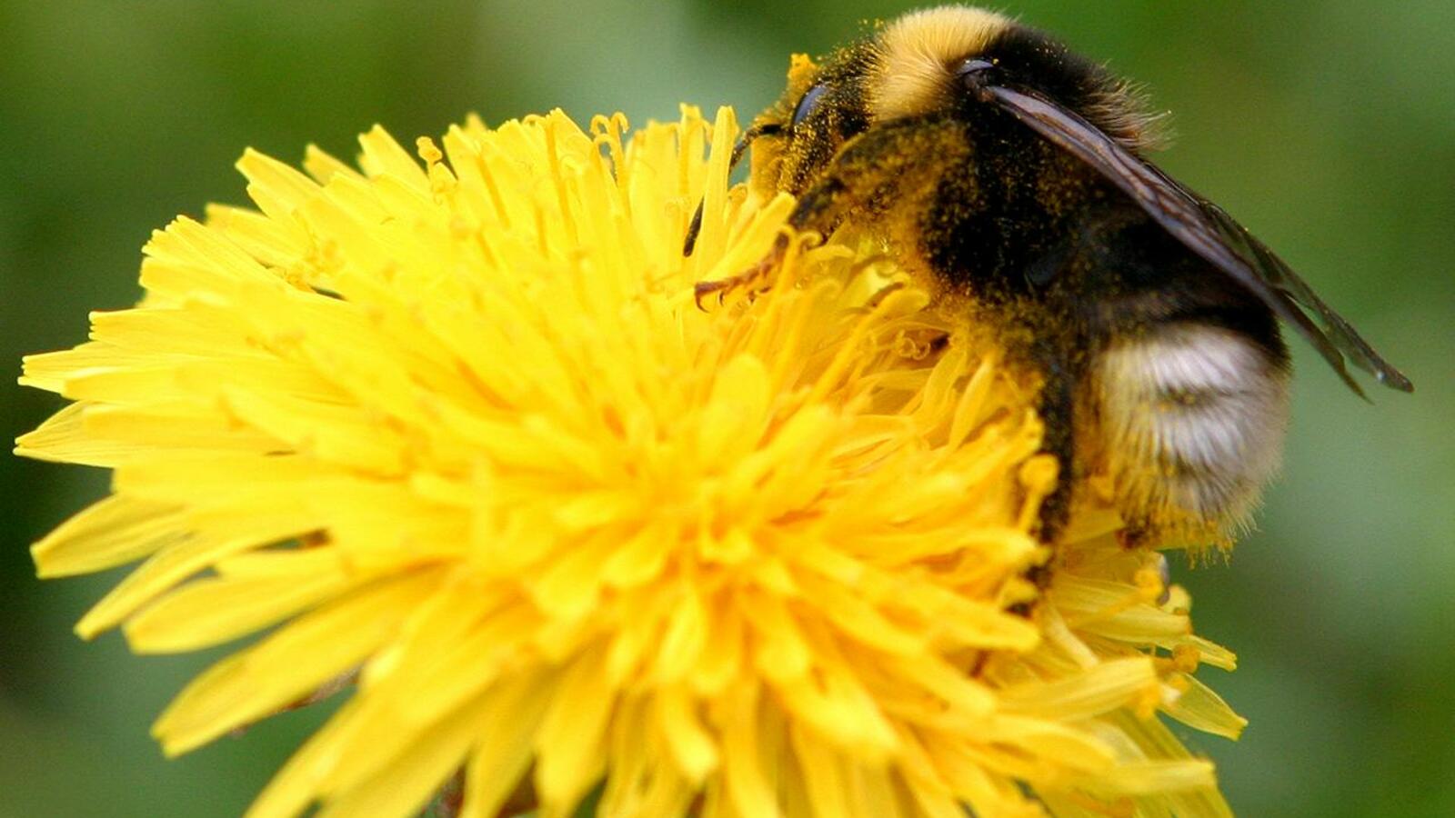 Андрей Старостин