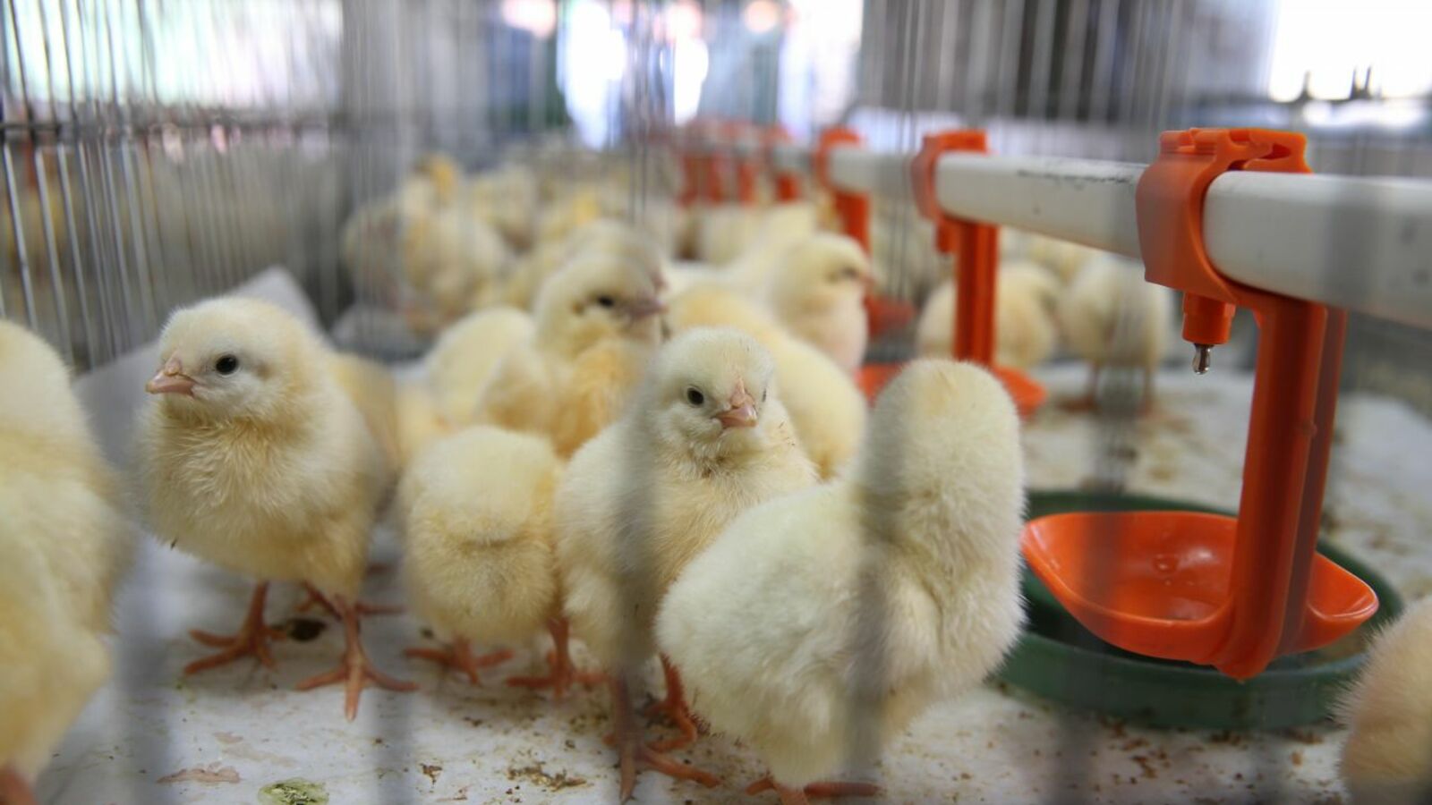 пресс-служба Главы Башкортостана