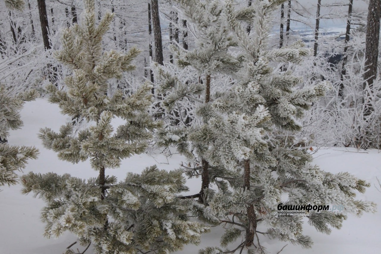 Олег Яровиков Архив ИА "Башинформ"