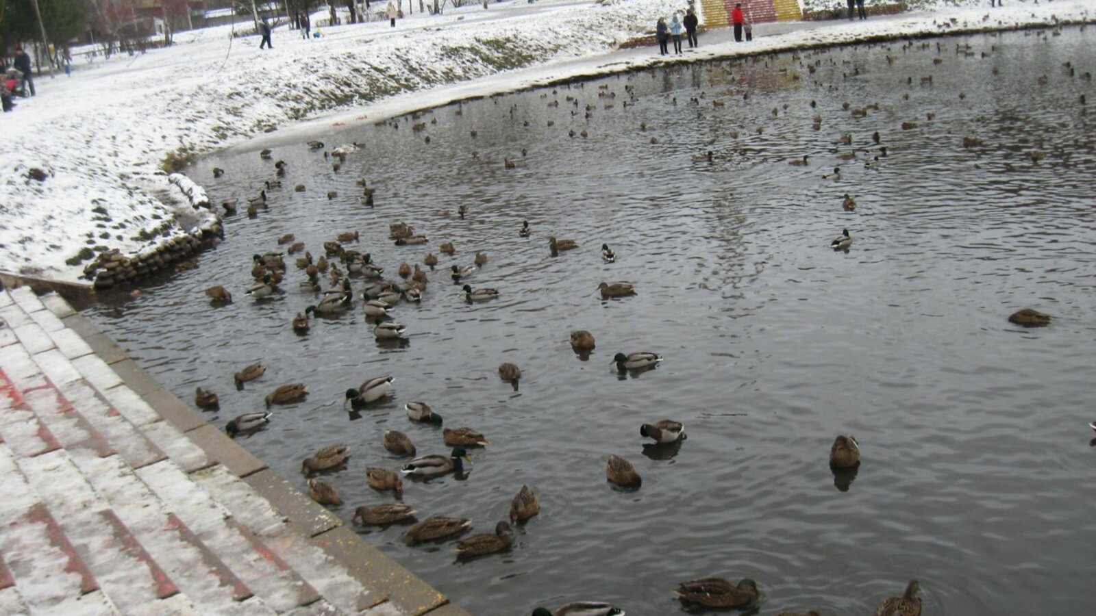 Любовь Колоколова