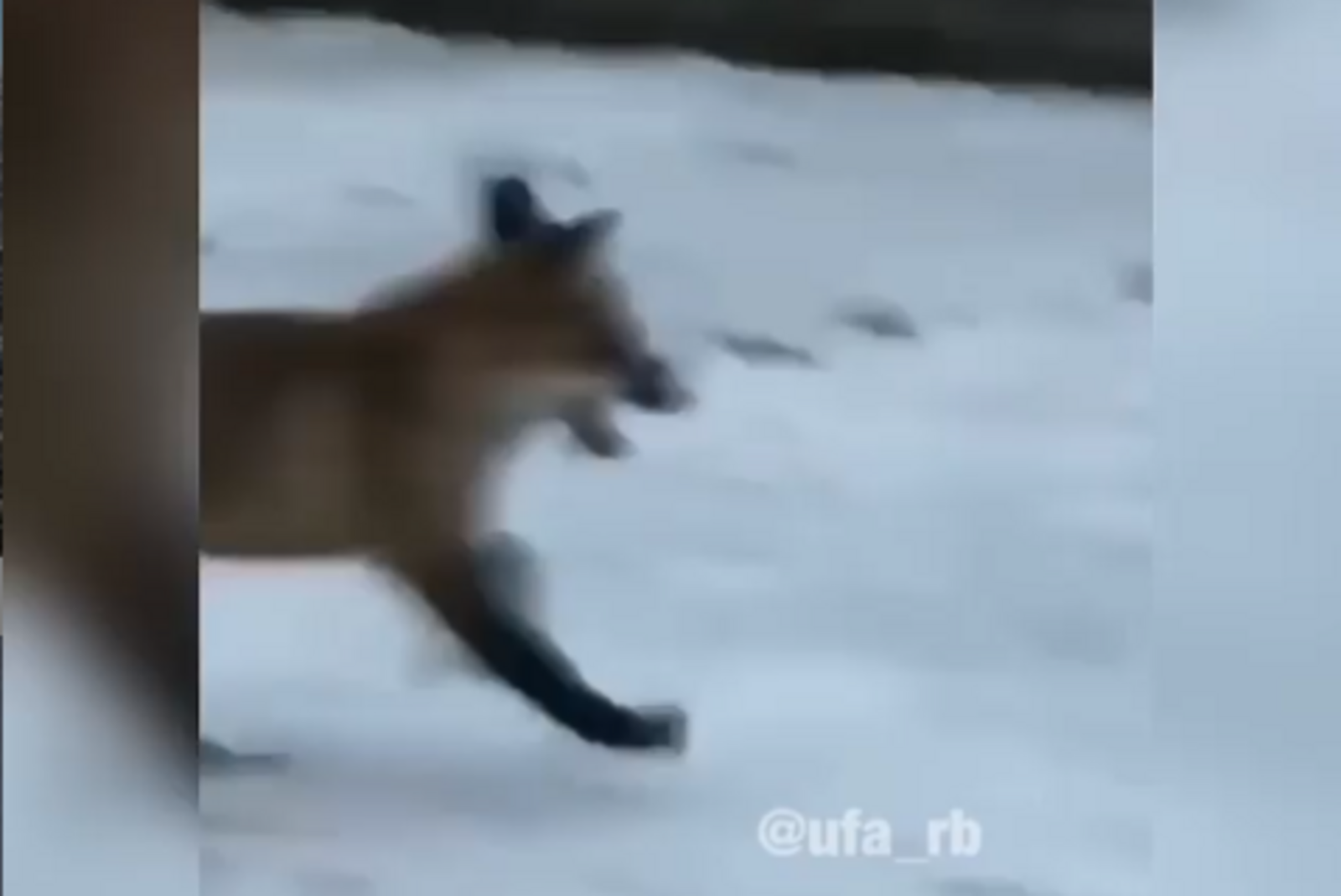 Инстаграм