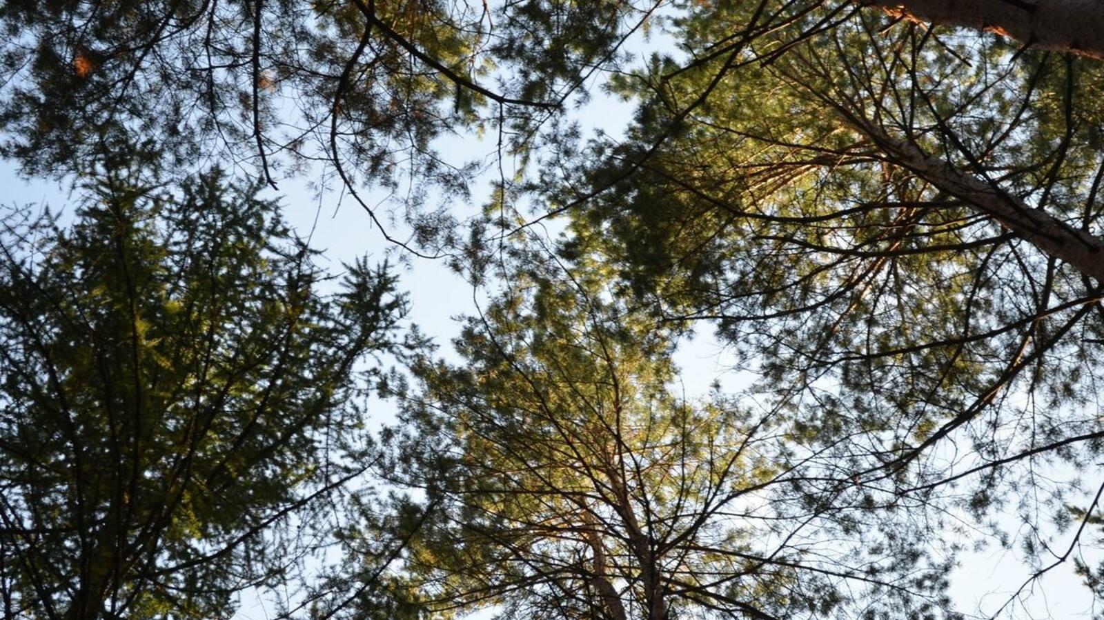 Ксения Калинина