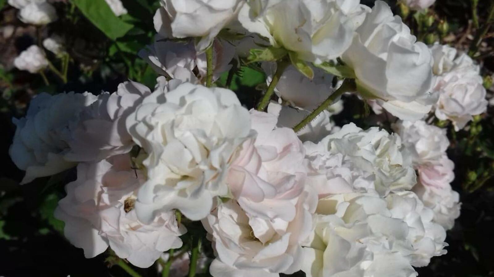 Надежда Рязанова