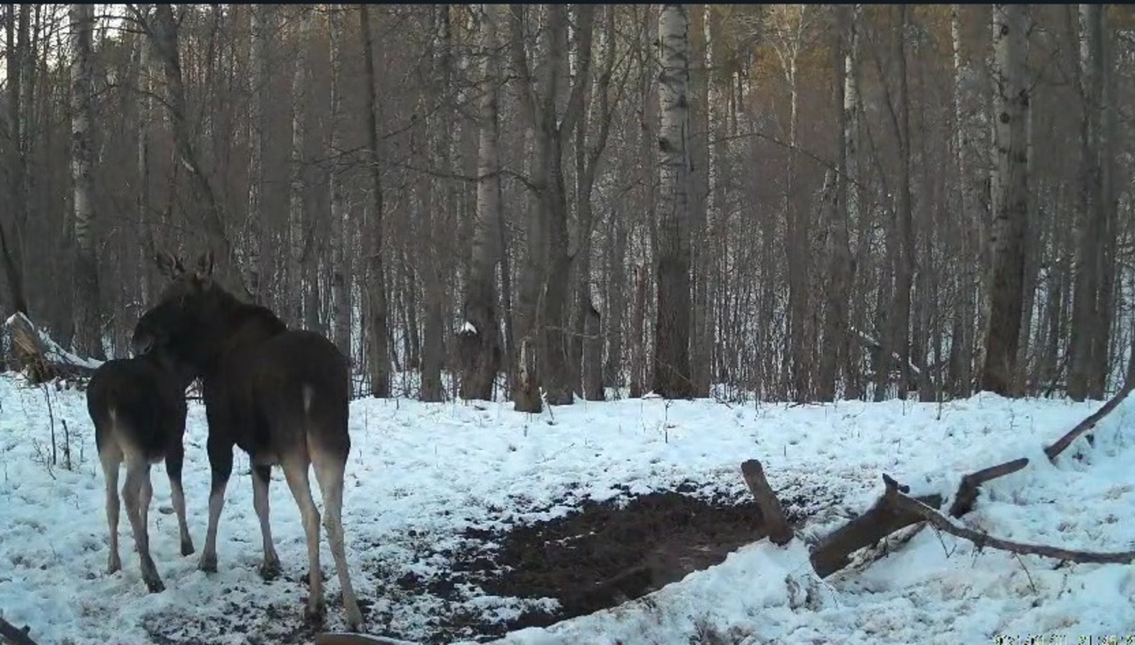 скриншот видео