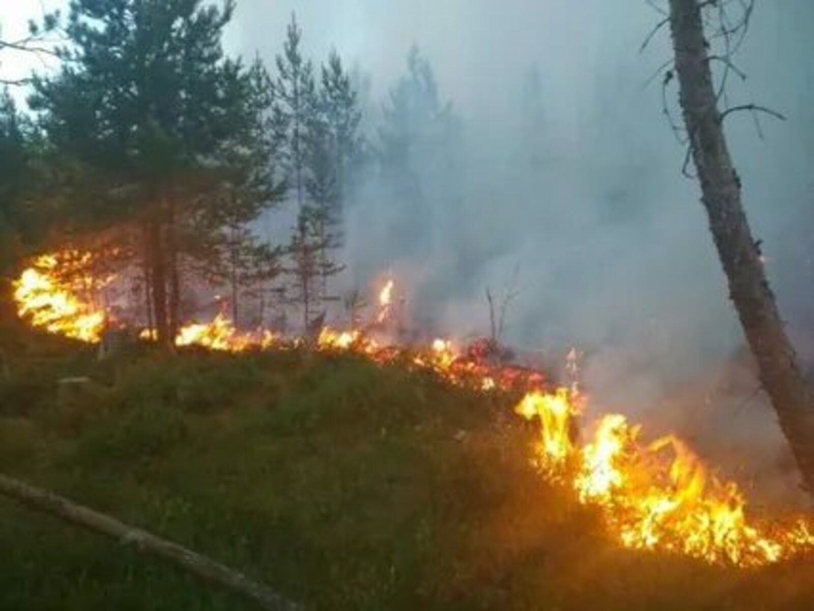 В Бурзянском районе ликвидирован лесной пожар площадью 231 гектар