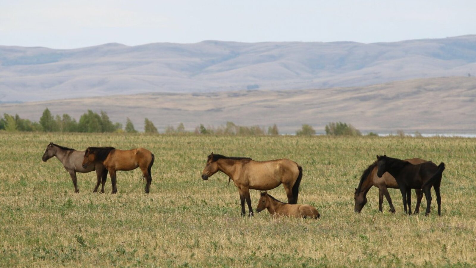 Валерий Шахов