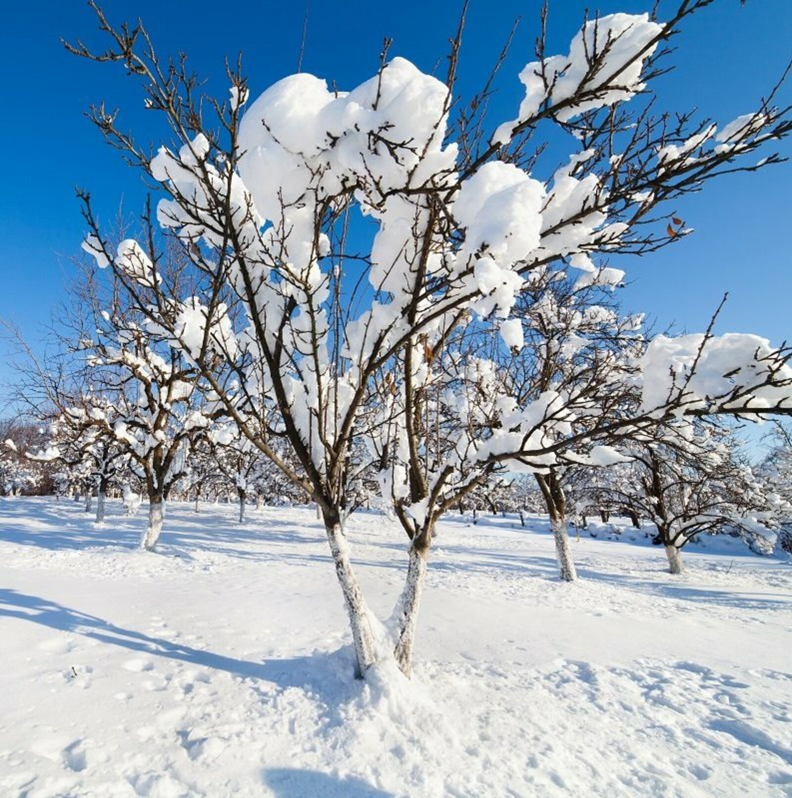 Погода в Башкирии: обильные снегопады и морозы?