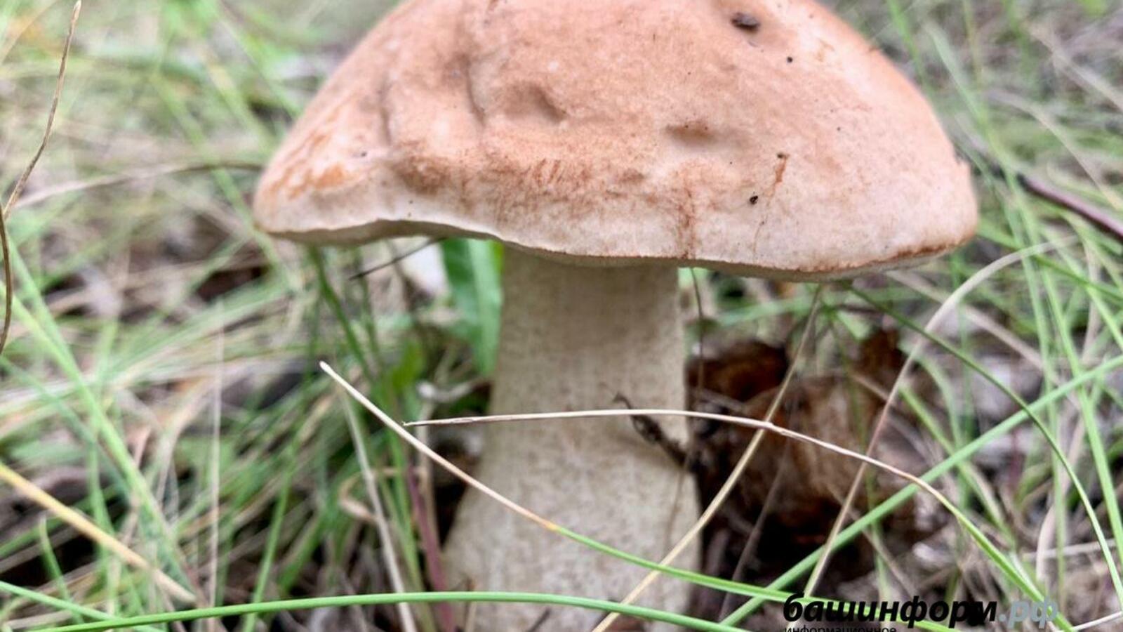 ИА «Башинформ»