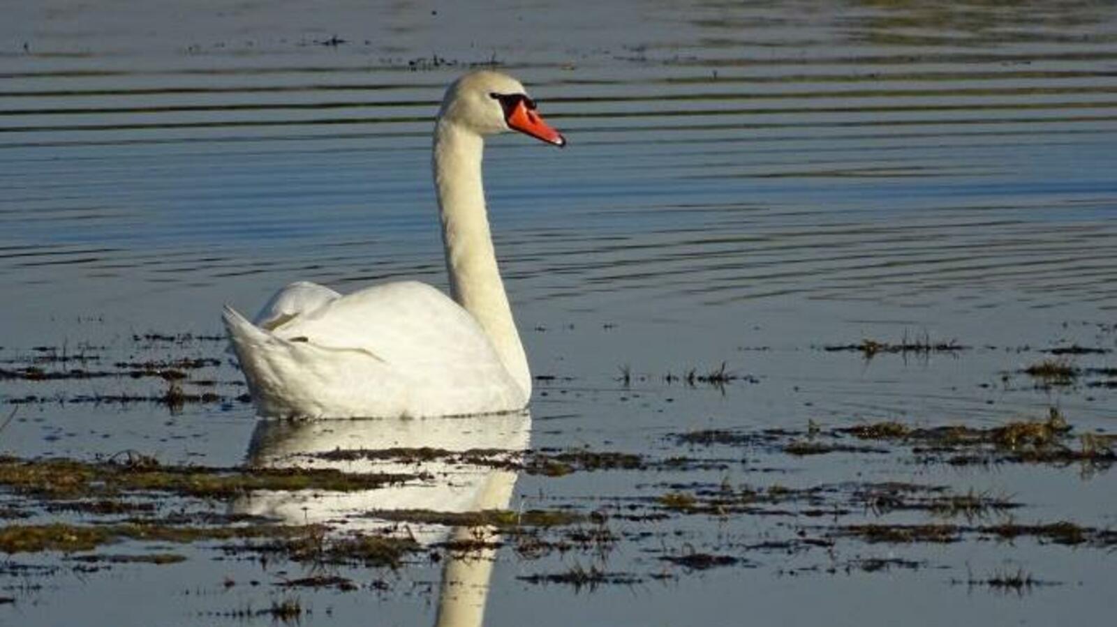 министерство экологии Челябинской области