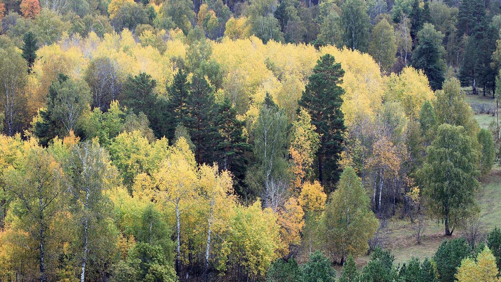 Валерий Шахов