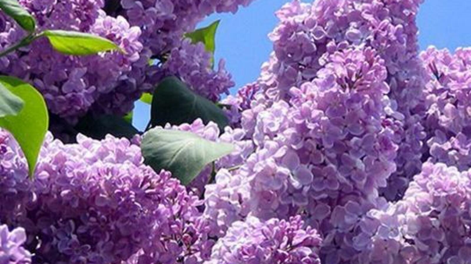 Южно-Уральский ботанический сад