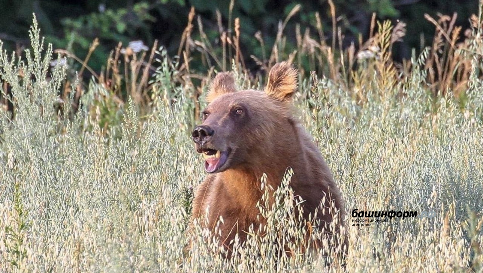 «Башинформ» / архив