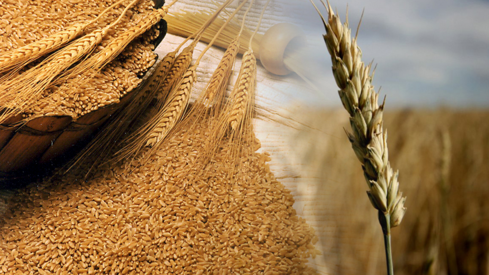 Минсельхоз РБ