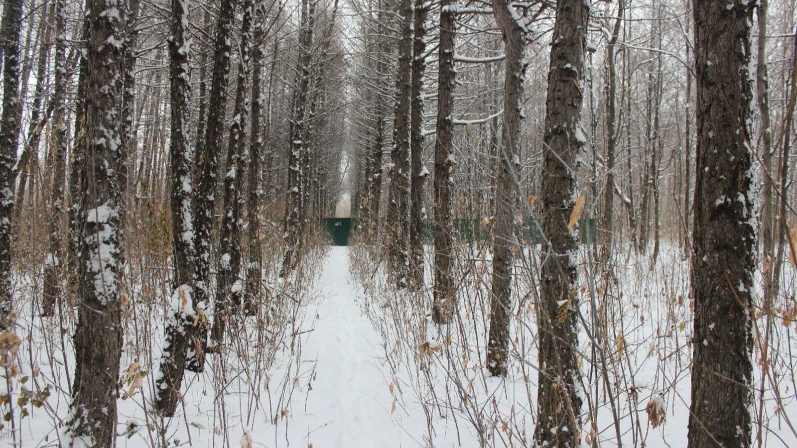 Наталья Шумаева