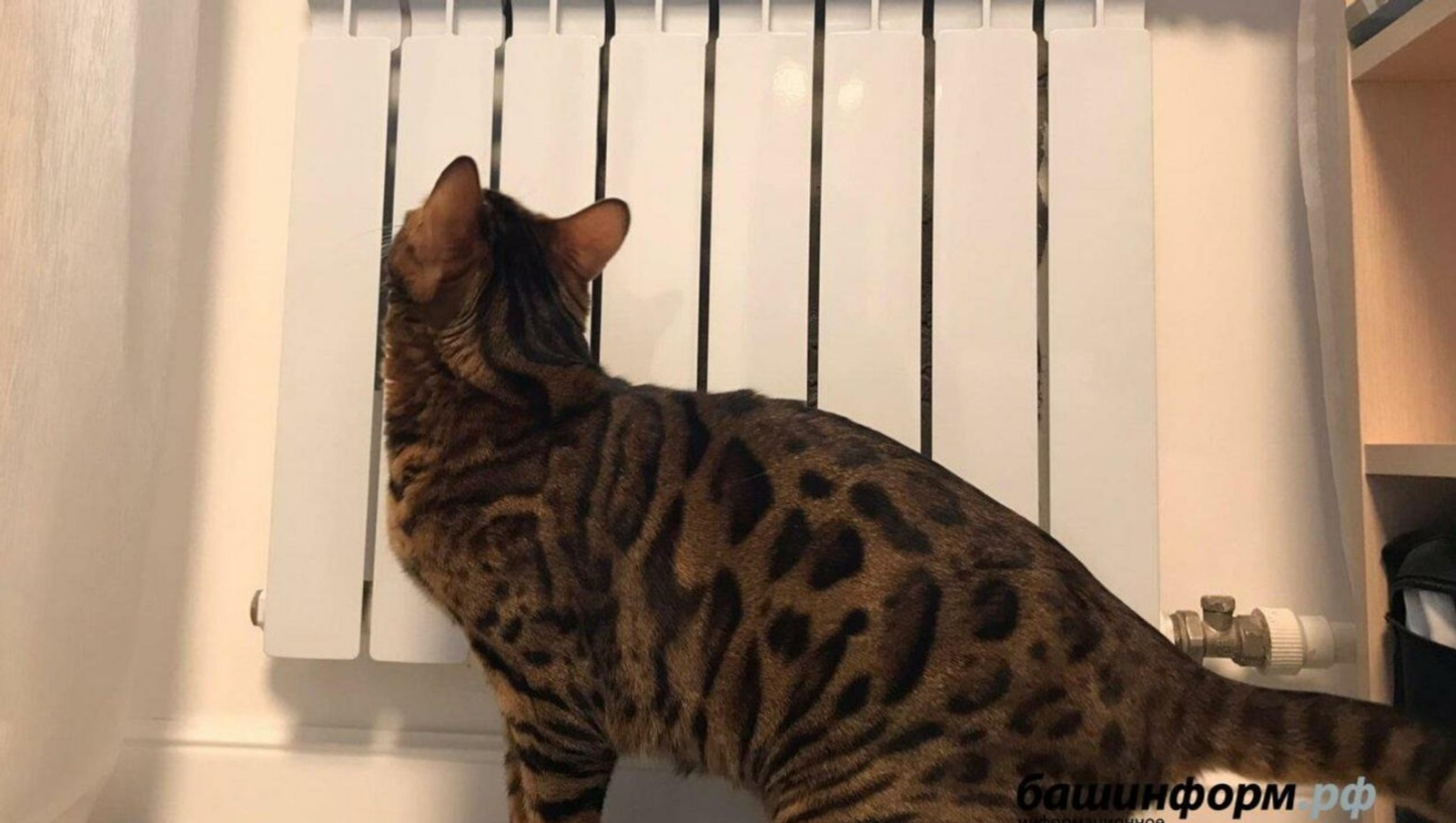 Ксения Калинина