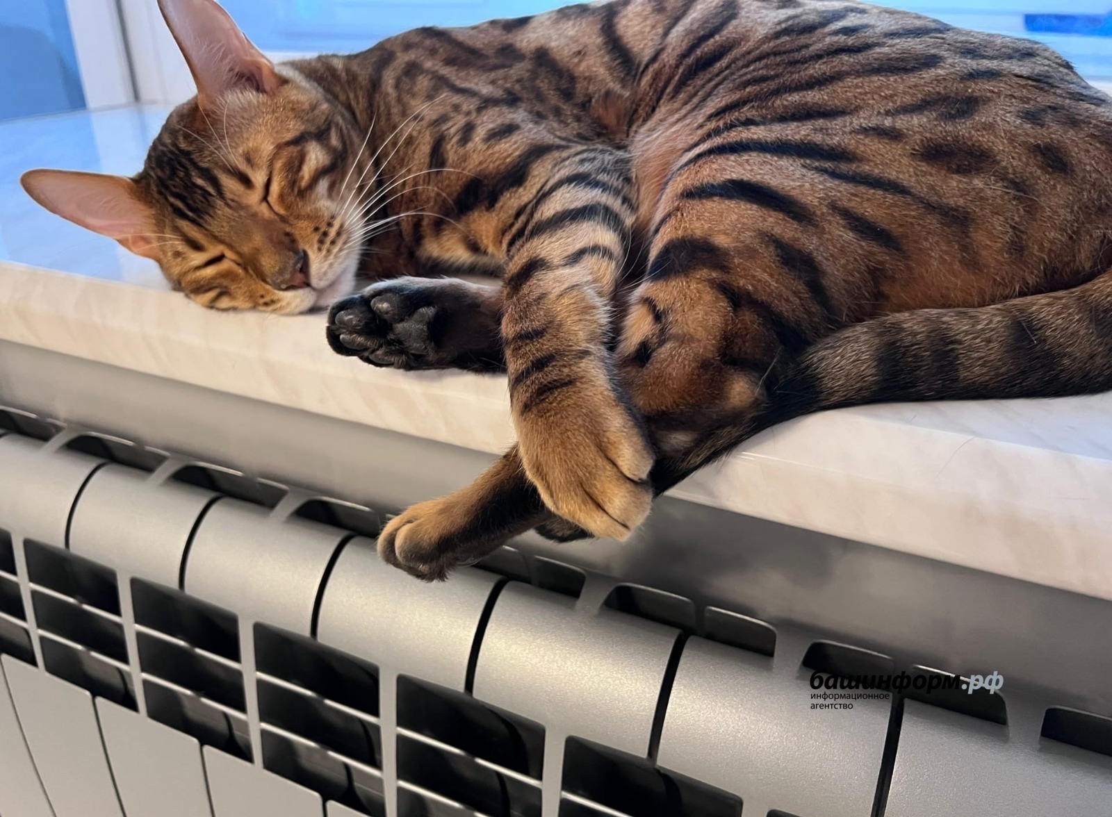 Ксения Калинина | «Башинформ» мәғлүмәт агентлығы