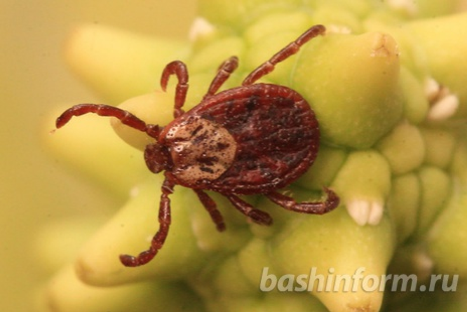 Олег Яровиков