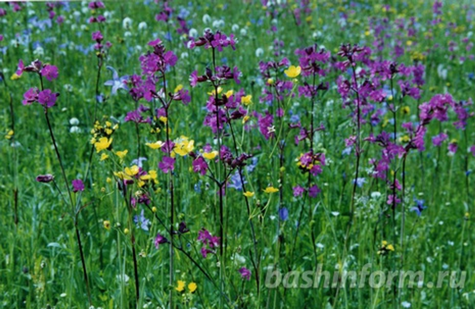 Андрей Старостин