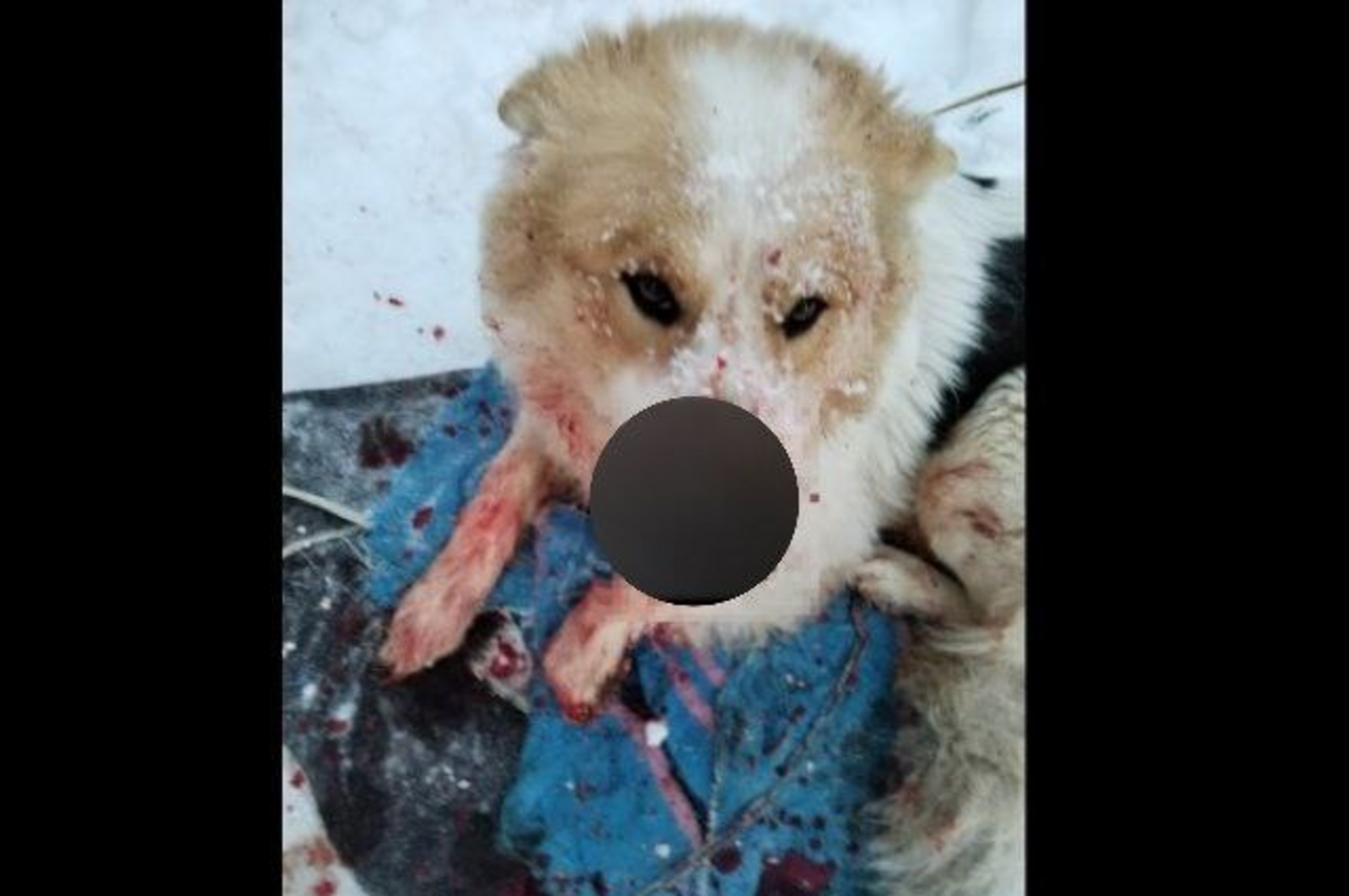 Недовольный лаем мужчина разрубил ножом морду сторожевому псу в Башкирии