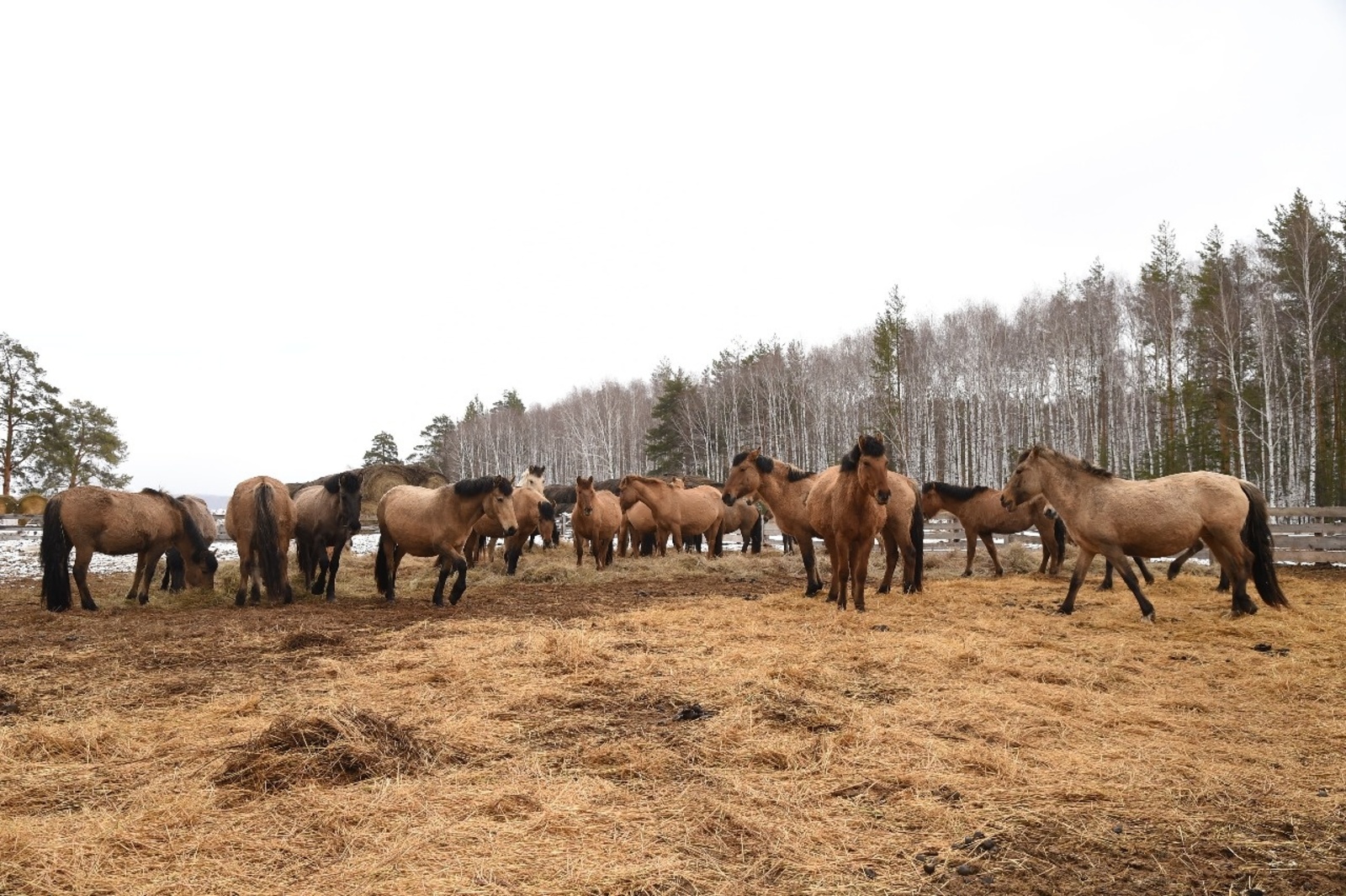 Башҡортостан Башлығының матбуғат хеҙмәте