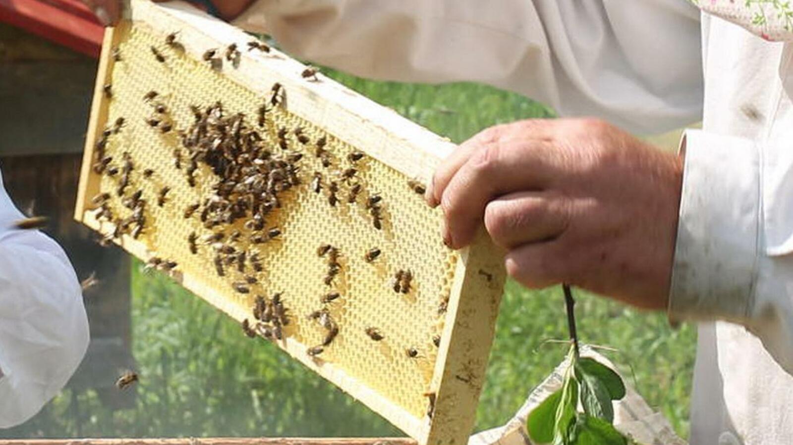 Андрей Старостин