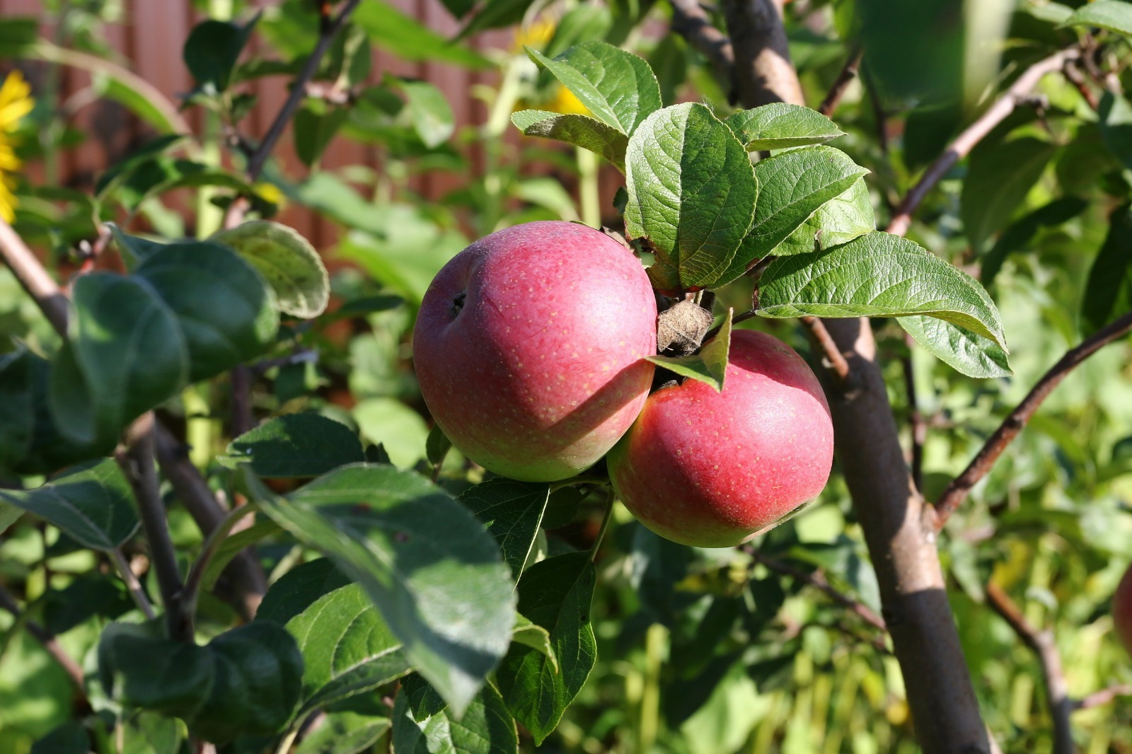 Валерий Шахов