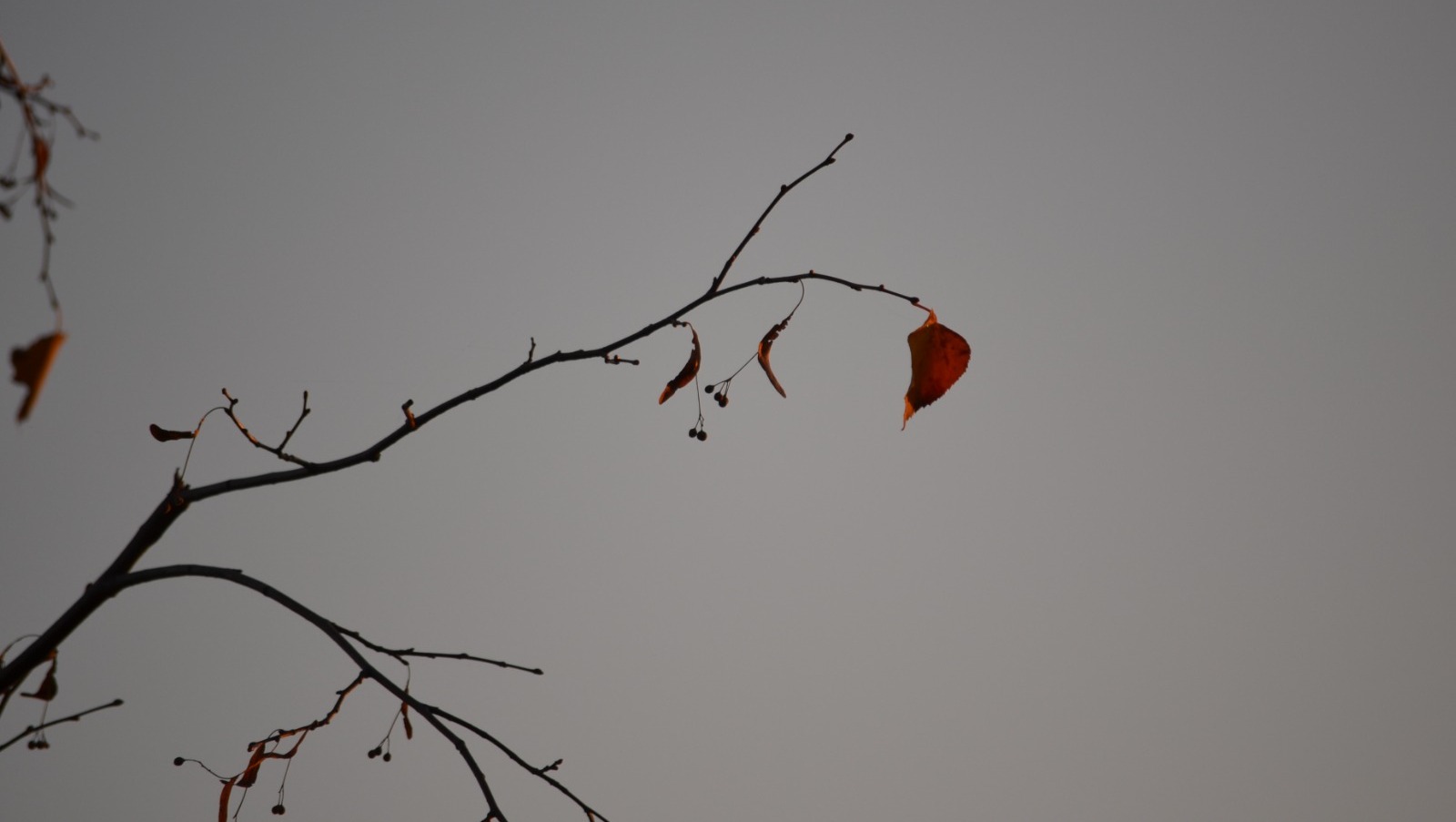 Ксения Калинина