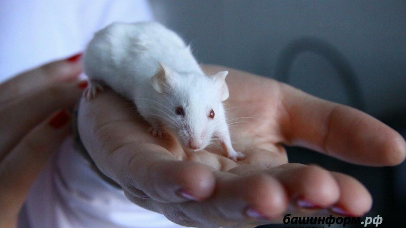 ИА «Башинформ»