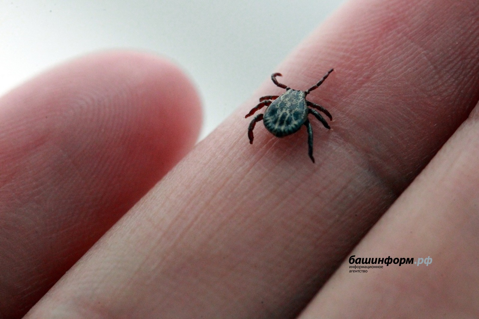 Олег Яровиков