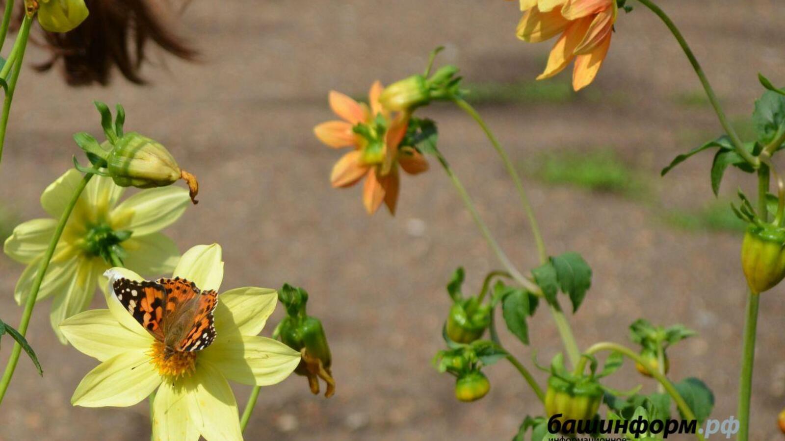 Ксения Калинина