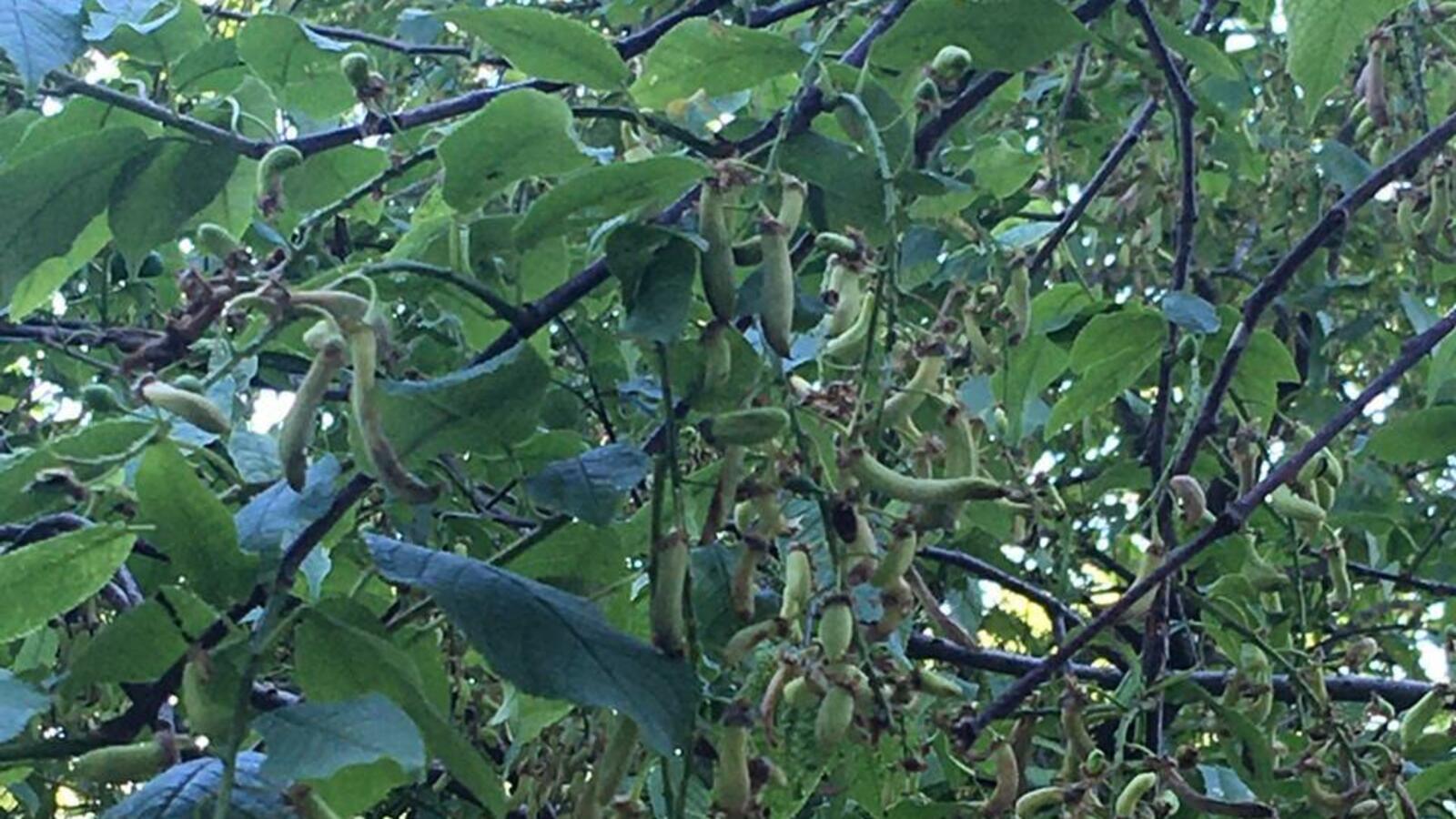 Розалия Валеева